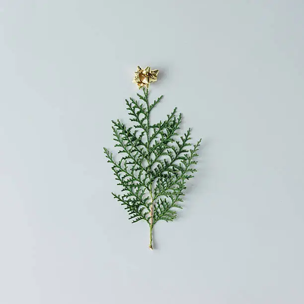 Photo of Minimalistic Christmas tree made of evergreen plant on white bac