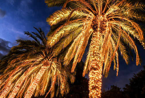 illuminated palms at a street