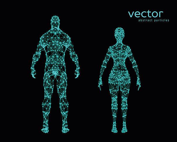 istock Vector illustration of male and female body 618204546