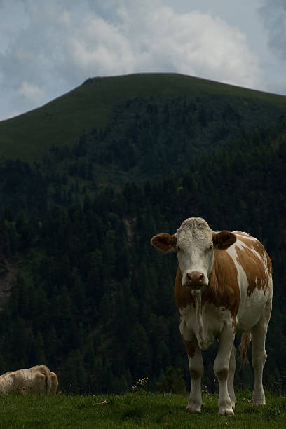 istock Cow at the Nock Alp, Austria 618206632