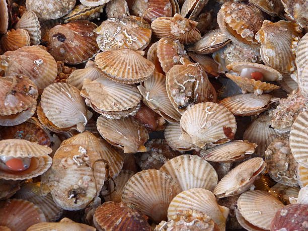 istock Lots of clams. 618206988