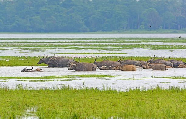 mandria d'acqua buffalo attraversando un fiume - buffalo bayou foto e immagini stock