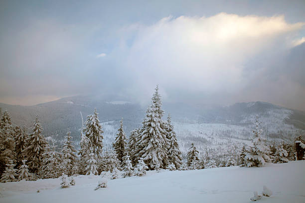 istock Snow covered pine forest in the mountains 618208138