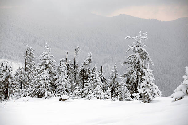 istock Snow covered pine forest in the mountains 618208422
