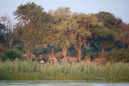 Elephants herd on the banks of Okavango, Caprivi Stripes of Namibia Africa
