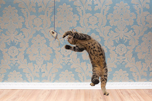 istock British shorthair cat plays and jump 618209982