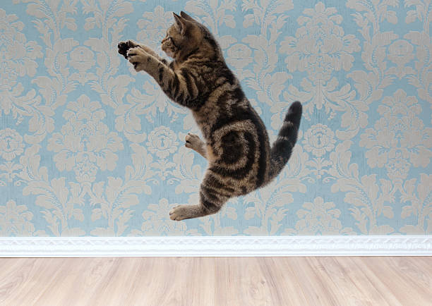 istock British shorthair cat plays and jump 618210146