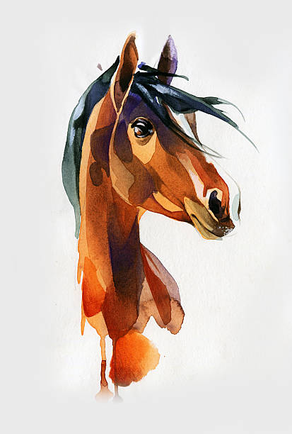 istock drawing head of the horse 618210184