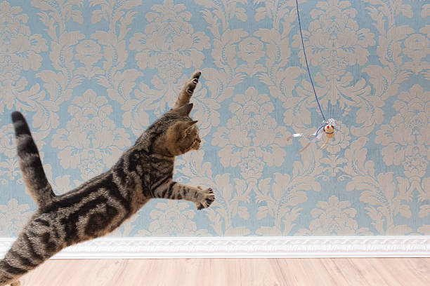 istock British shorthair cat plays and jump 618210214