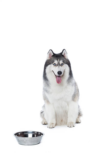 istock Fluffy Siberian Husky dog lying on a white background 618210234