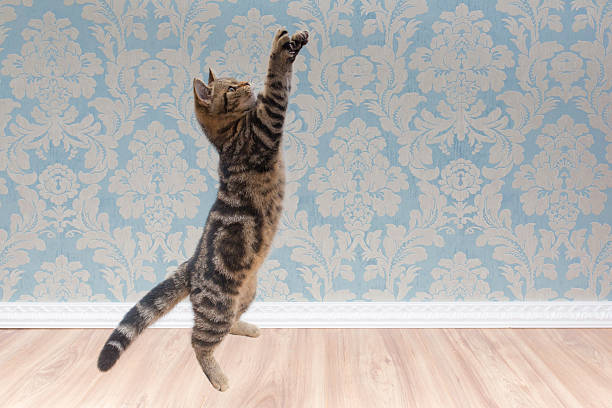 British shorthair cat plays and jump in front of a blue wall
