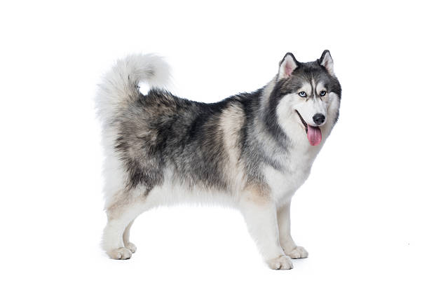 istock Fluffy Siberian Husky dog stand on a white background 618210320