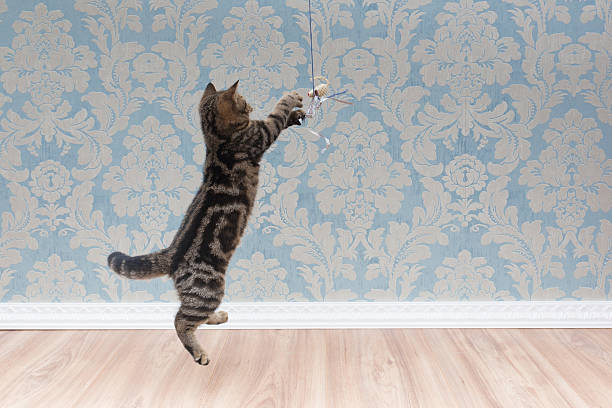 istock British shorthair cat plays and jump 618210332