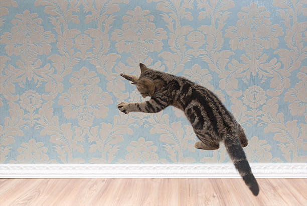 istock British shorthair cat plays and jump 618210374