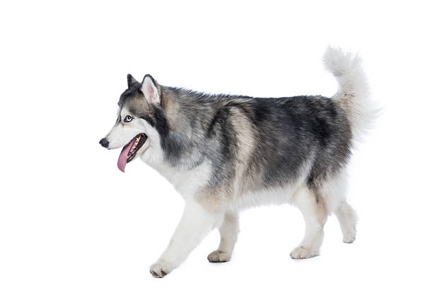 istock Fluffy Siberian Husky dog walking on a white background 618210466