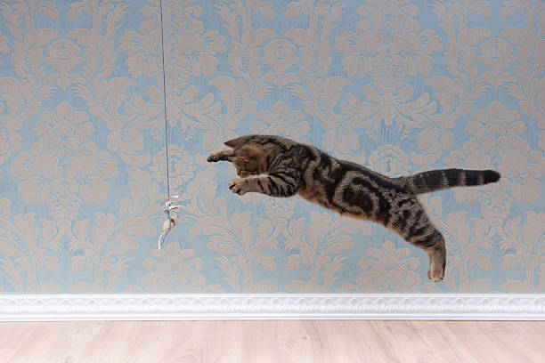 istock British shorthair cat plays and jump 618210520