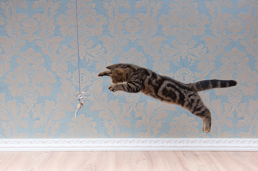 British shorthair cat plays and jump in front of a blue wall