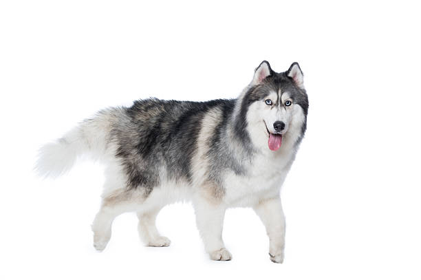 istock Fluffy Siberian Husky dog walking on a white background 618210538