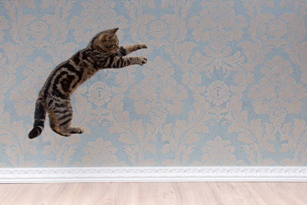 istock British shorthair cat plays and jump 618210582