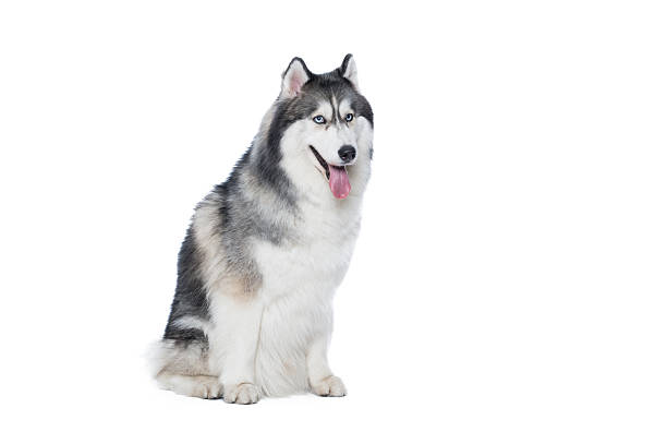 istock Fluffy Siberian Husky dog lying on a white background 618210616