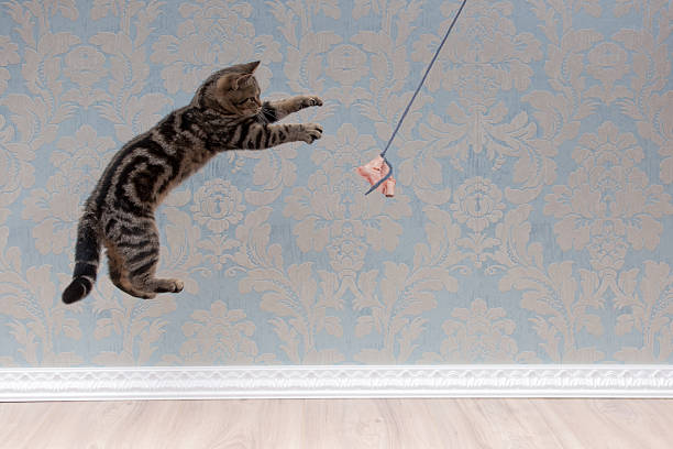 istock British shorthair cat plays and jump 618210628