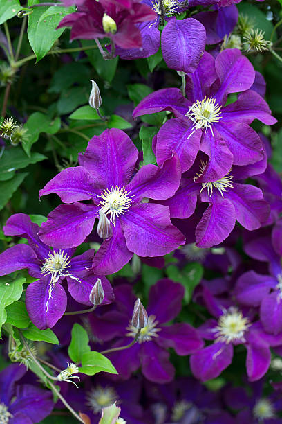istock beautiful clematis flowers 618210646