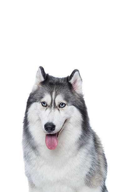 istock Fluffy Siberian Husky dog lying on a white background 618210686