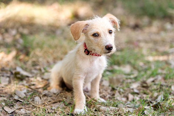 istock Puppy Dog Cute 618210786