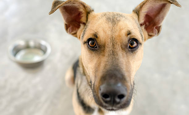 istock Dog Food Bowl 618210806