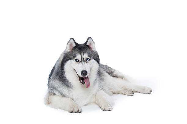 istock Fluffy Siberian Husky dog lying on a white background 618210924