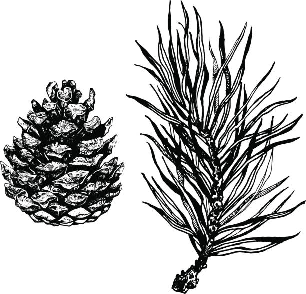 松錐と葉の枝のインクイラスト。 - pine tree pine cone branch isolated点のイラスト素材／クリップアート素材／マンガ素材／アイコン素材
