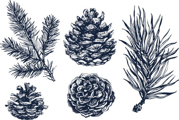 Collection of pinecones and coniferous branches ink illustrations. Pinecones and coniferous branches drawing isolated on white background. Ink illustration in vintage engraved style. Collection of pine forest elements. needle plant part stock illustrations