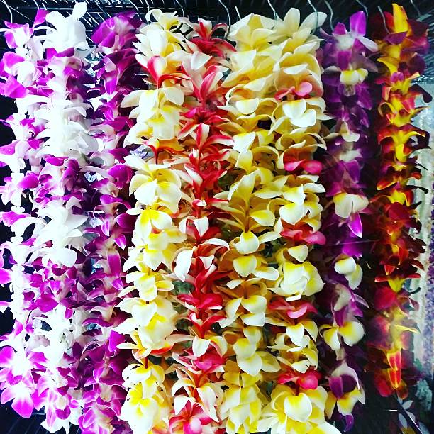 colares coloridos de flores de lei havaiana à venda em honolulu oahu - orchid simplicity single flower flower - fotografias e filmes do acervo