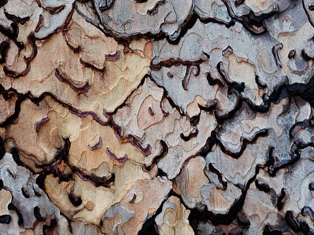 Abstract Wood Pine Tree Bark Natural Pattern Background An abstract texture background of the natural pattern of the bark wood of a Ponderosa Pine tree. This bark is often called "puzzle bark", as it has a natural camouflage pattern of brown, gray, red and beige. woodland camo stock pictures, royalty-free photos & images
