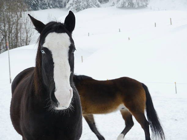 istock snow horse winter 618212966