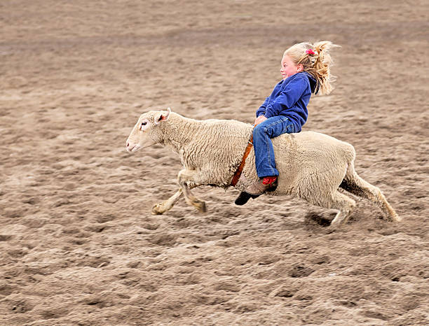 Enthusiastic Mutton Bustin Rodeoing Little Girl Little girl riding a sheep at a rodeo.  She seems totally happy and excited during the process.  With a big grin and big wide eyes she holds on tight so she doesn't fall off. lamb animal photos stock pictures, royalty-free photos & images