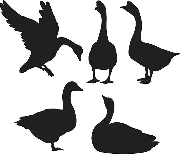 Vector illustration of Goose Silhouettes