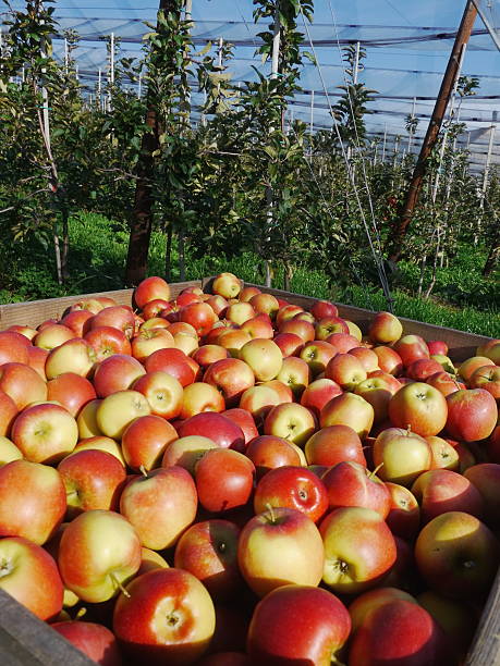 istock many apples in wooden boxes 618215198