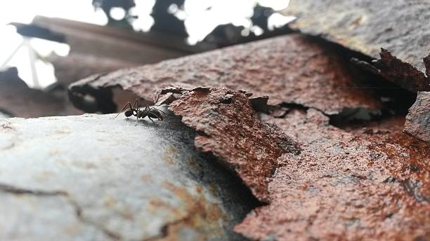 istock Ant in search of refuge 618216100