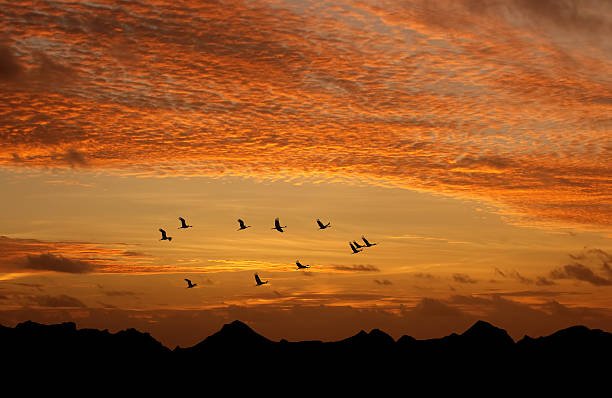 istock Bright sky on sunset or sunrise with flying birds 618216138