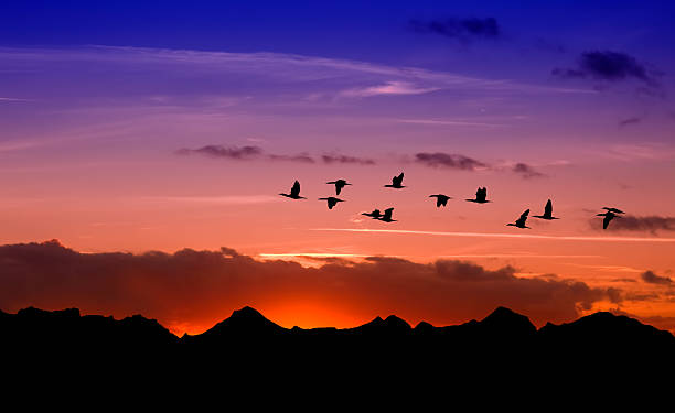 istock Silhouette of flying birds over red sunset 618216294