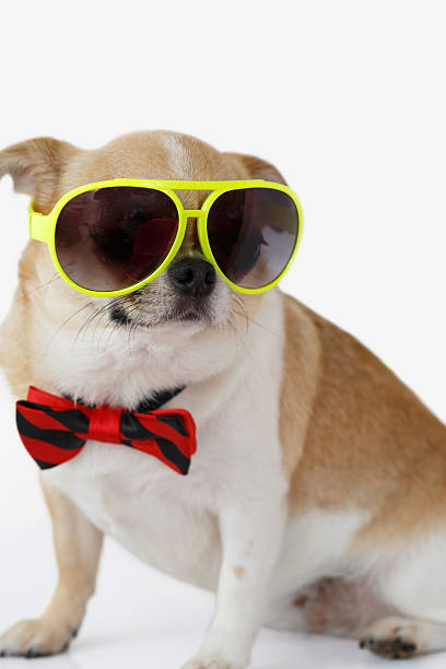 istock Cute Chihuahua dog 618216356