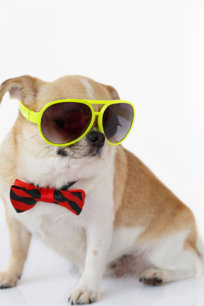 istock Cute Chihuahua dog 618216420