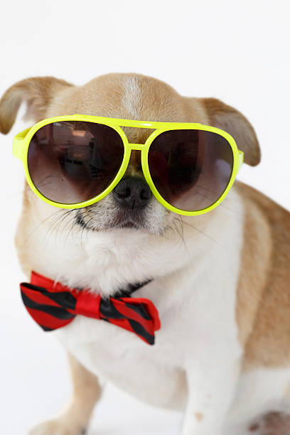 istock Cute Chihuahua dog 618216480