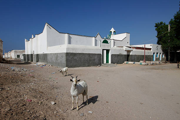 Old house and a goat in Berbera, Somaliland Daily life in Somaliland hargeysa photos stock pictures, royalty-free photos & images