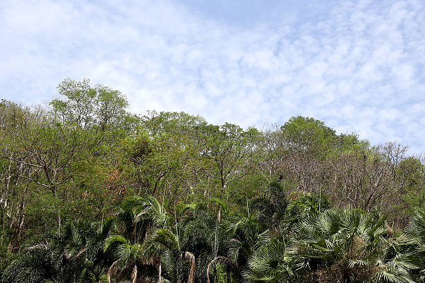 istock Tropical trees in the public park on blue sky background. 618217694