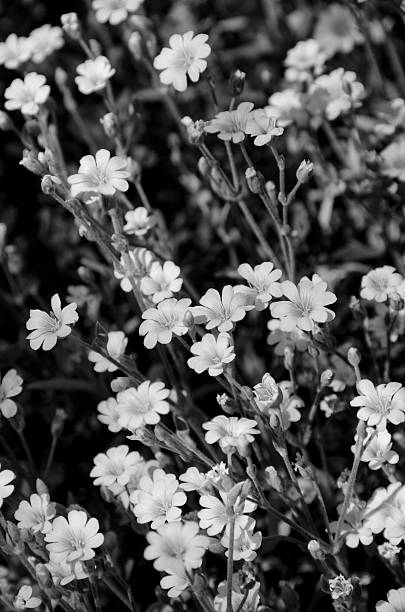 istock Snow In Summer Plants in Full Bloom 618217710