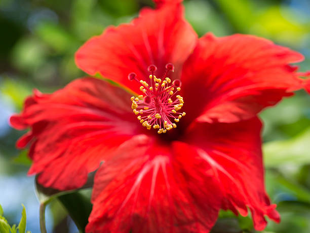 istock Red Chinese Rose Flower 618217884