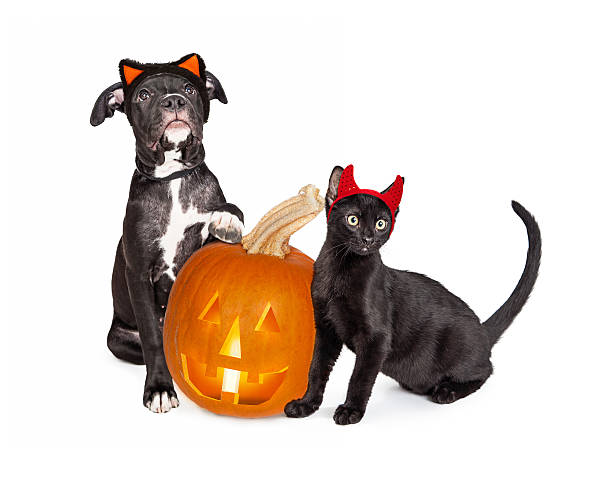 istock Halloween Puppy and Kitten With Jack-O-Lantern 618217914