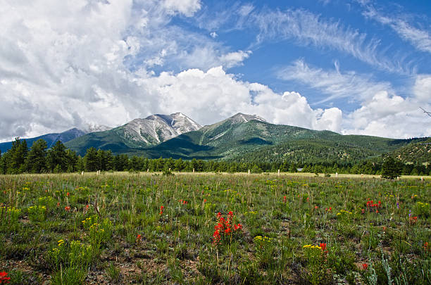 Wildflowers in Bloom at the Base of Mount Princeton stock photo